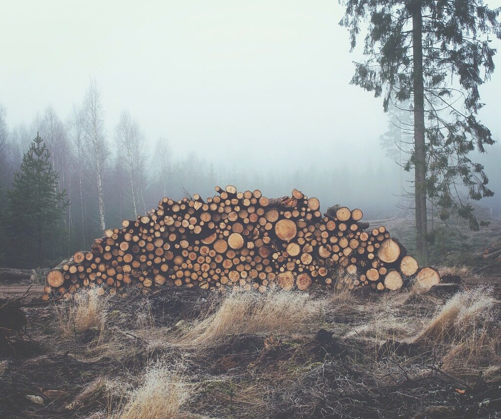 wood, logs, bole-336547.jpg